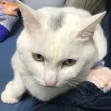 一叶知秋