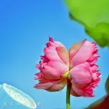 木兰山人