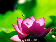 http://oss.jp.cjn.cn/images/20220622/1655860795956452103e1-a12c-4d30-bf99-6694eaafbde8.jpg