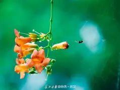 http://oss.jp.cjn.cn/images/20220622/1655860803845114fcc79-6b33-49ad-8252-1205fb00a6ad.jpg
