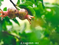 http://oss.jp.cjn.cn/images/20220622/1655860811245bcf21de9-02ad-47c9-81c6-4e150a784c60.jpg