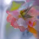 黄麓晓