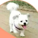 江城茉莉