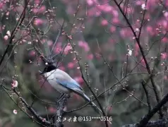 http://oss.jp.cjn.cn/images/20230218/1676703252894daf69b6e-2eed-4d84-818f-7c849f7fc43d.jpg