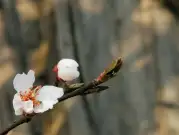 http://oss.jp.cjn.cn/images/20230305/1678019497656d15113e0-e740-4062-9f18-217a0dc44b08.jpg