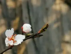 http://oss.jp.cjn.cn/images/20230305/1678019497656d15113e0-e740-4062-9f18-217a0dc44b08.jpg