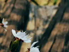 http://oss.jp.cjn.cn/images/20230305/1678019505258b24208be-16bb-40b9-8387-d7e69ce6a9f3.jpg