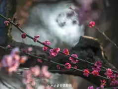 http://oss.jp.cjn.cn/images/20230310/16784126651875ca5da0a-7041-475f-97d4-9cdafdca5fe4.jpg