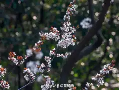 http://oss.jp.cjn.cn/images/20230310/16784126678009161306a-0ac0-46ad-992e-a51f141b84a7.jpg