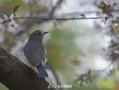 http://oss.jp.cjn.cn/images/20230310/1678412674360dacecfd7-2050-4dae-bb18-a28129b7389c.jpg