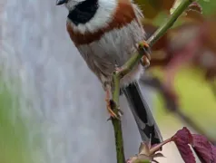 http://oss.jp.cjn.cn/images/20230310/16784126758484c522bbc-2832-4848-a7eb-a2d2c5e576ae.jpg