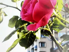http://oss.jp.cjn.cn/images/20230428/16826878831561b8cd349-6200-4606-8b3c-9ca4913032b9.jpg