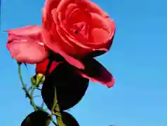 http://oss.jp.cjn.cn/images/20230428/16826878874480ec53c49-ce08-4d2f-9247-d51a0645b2b5.jpg