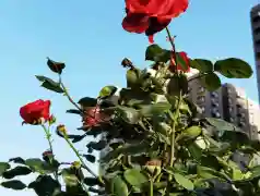 http://oss.jp.cjn.cn/images/20230428/16826878914160f2860b5-d05d-4663-a604-186a907da35e.jpg