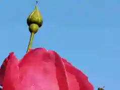 http://oss.jp.cjn.cn/images/20230428/1682687901464377d6116-6f66-46ae-aa7c-b1282493edfb.jpg