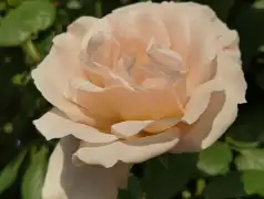 http://oss.jp.cjn.cn/images/20230428/1682687903716cf2dbcc8-d300-437c-a7e8-f1006c9c44f7.jpg