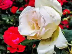 http://oss.jp.cjn.cn/images/20230428/16826879083000382bc47-8c5f-437a-ae85-9a3203e09d89.jpg