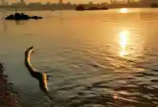 http://oss.jp.cjn.cn/images/20230610/1686358094724f6f28b4d-897a-44de-9401-3a3147435486.jpg