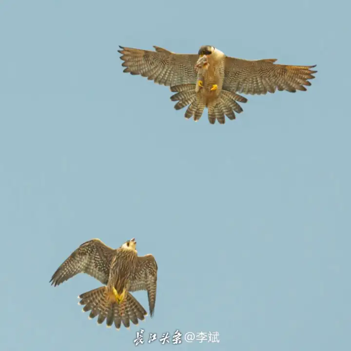 难以拍到的游隼空中捕猎训练 游隼,大型猛禽,平飞速度只有时速-长江网