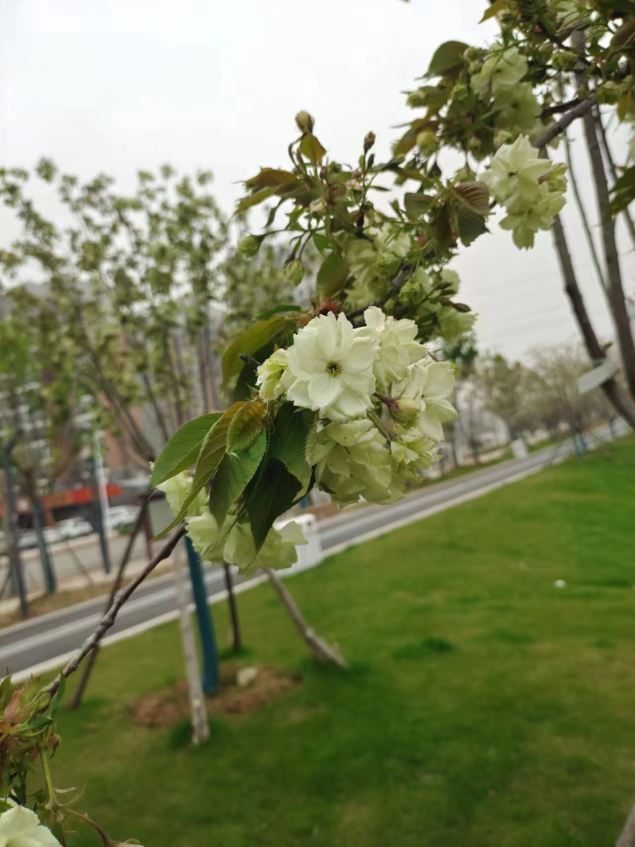 武汉公园的绿色樱花开啦!观赏期到4月 - 武汉市人民政府门户网站